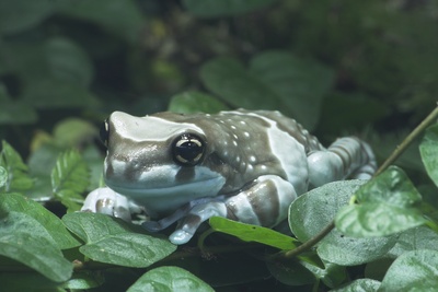 Kölner Zoo, Saipan, pixelio.de